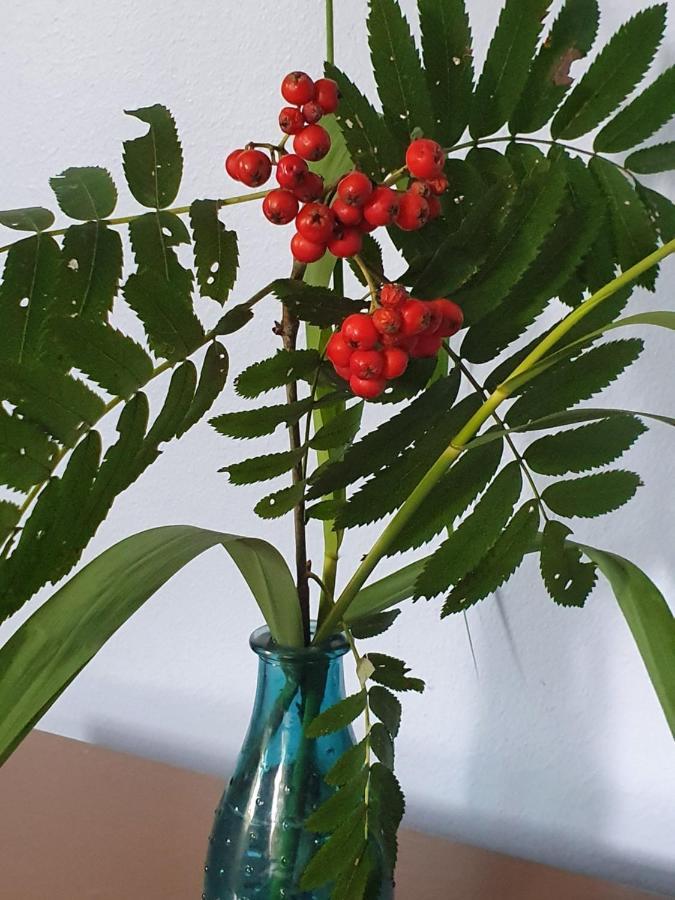 Klaveroed Logi & Cafe Kågeröd 外观 照片